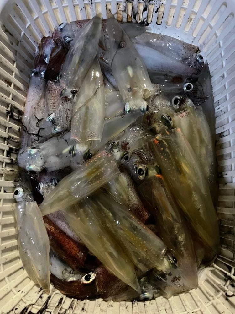 ロック&エギング