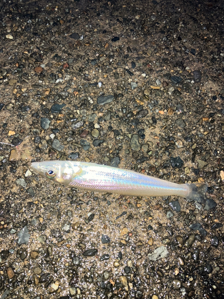 サゴシがシラスパーティしてました