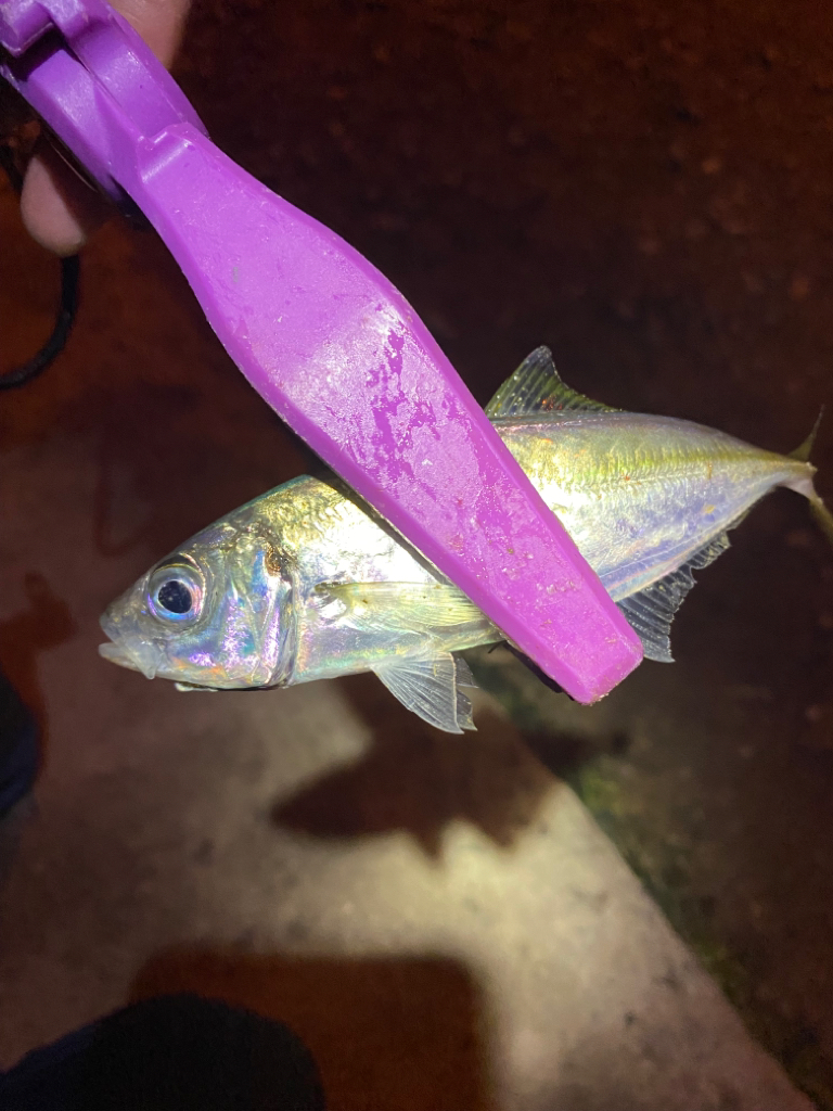 大阪湾奥アジング