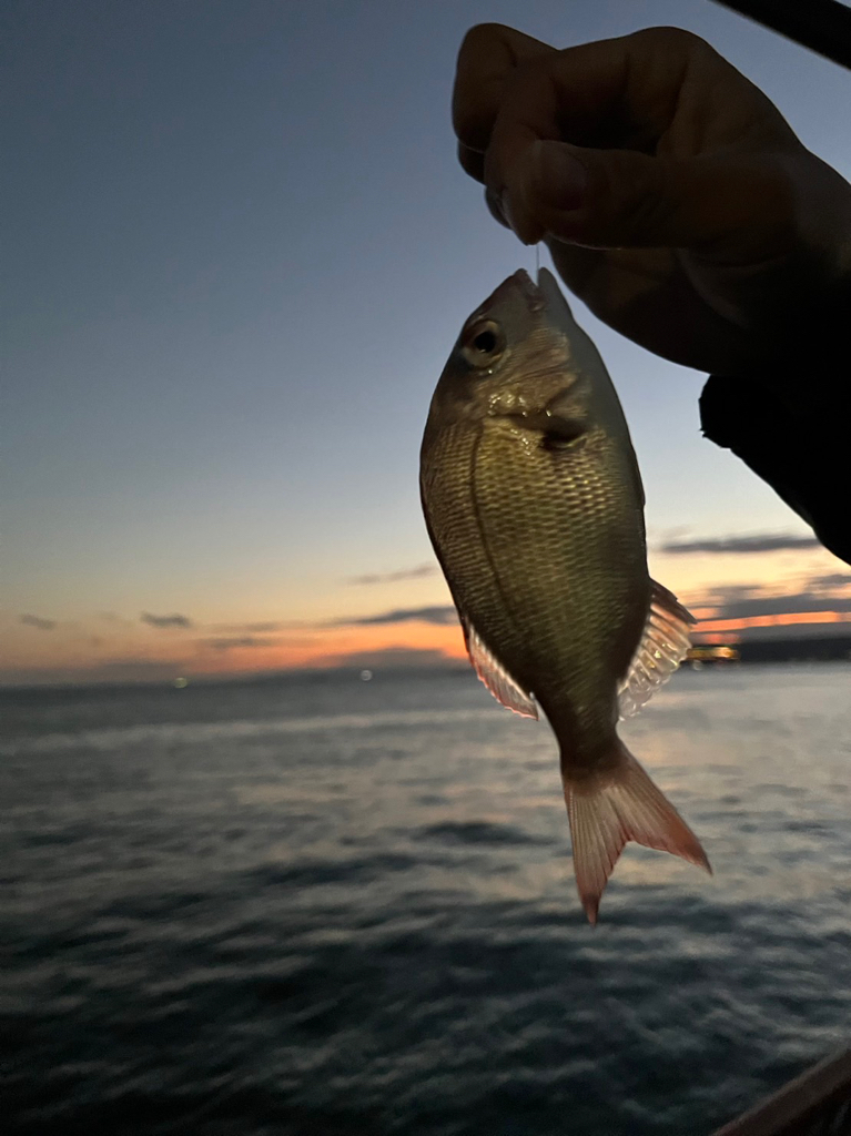 五目釣りでカワハギなど