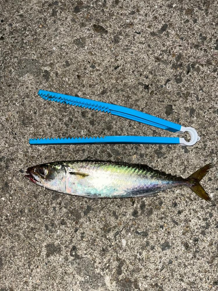 30cmのサバのみ😅