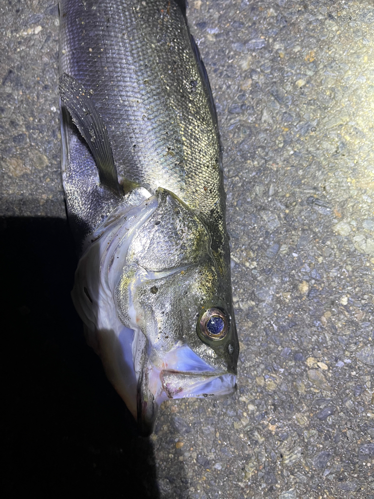 久々のシーバス