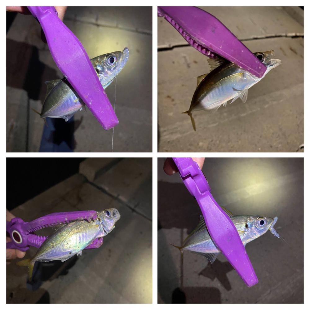 大阪湾奥アジング　ベイトアジング