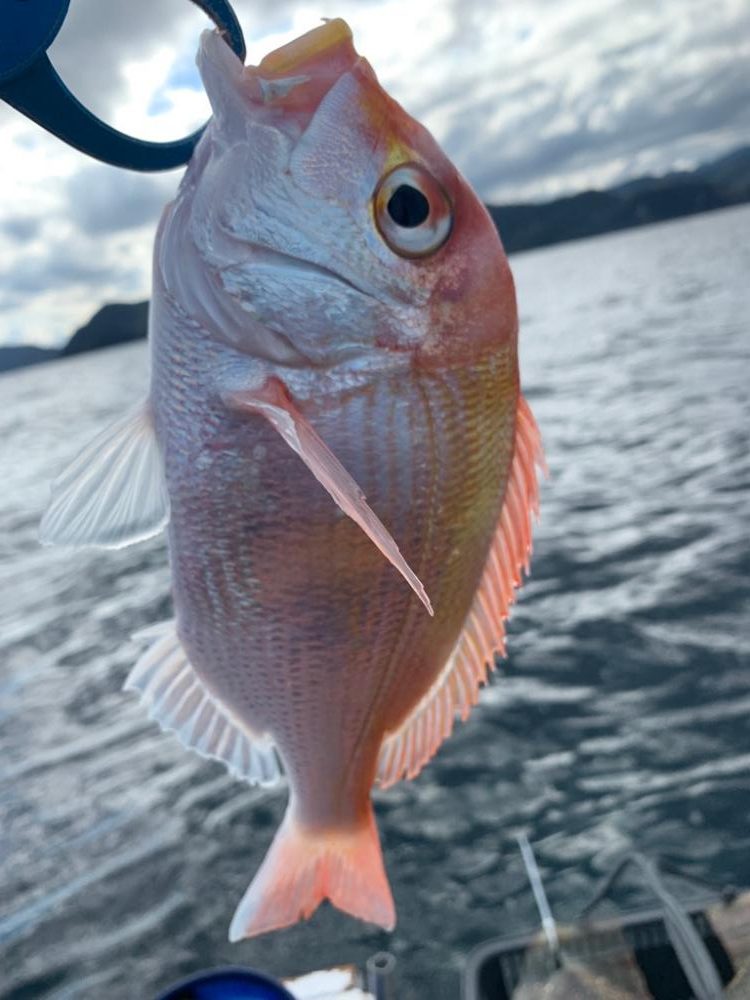 マイボートでアマダイ釣行！