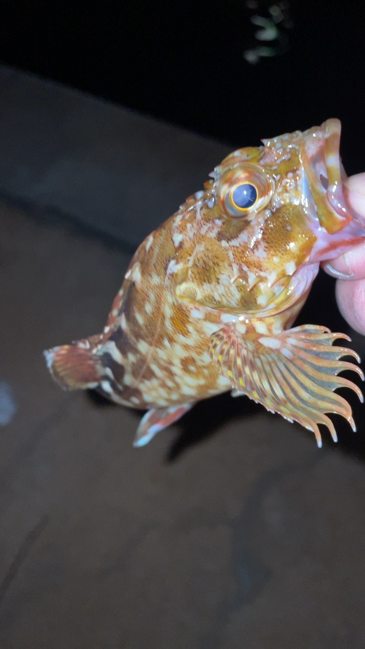 アジングナイト