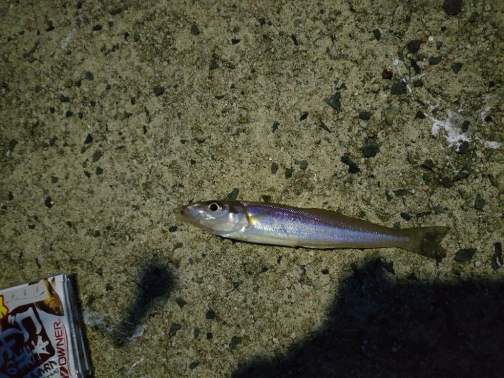 今年最後?の遠征