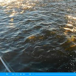 ナブラ天国　メジロ天国