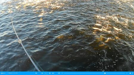 ナブラ天国　メジロ天国