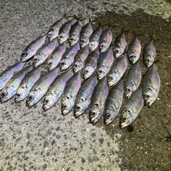 無限豆アジング時々F2タチウオ