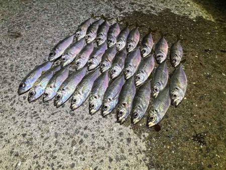 無限豆アジング時々F2タチウオ