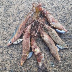 清掃活動：イカの気持ち９