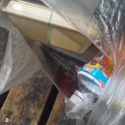 清掃活動：初のオオモンハタ