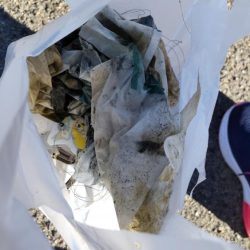 清掃活動：アイゴだけじゃない！！