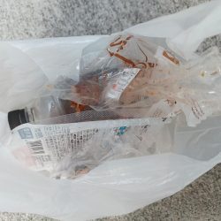 清掃活動：そろそろブリサイズ欲しい