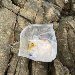 清掃活動：沖磯でグレ釣り