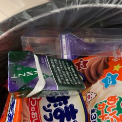 清掃活動：アオリイカ