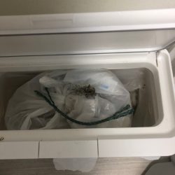 清掃活動：【若狭エリア】アオリイカ探し