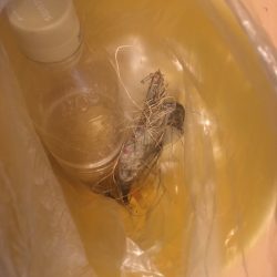 清掃活動：青物狙いと五目釣り