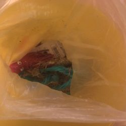 清掃活動：心残りの日本海