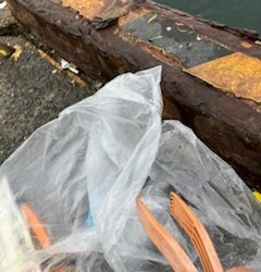 清掃活動：フカセチヌ