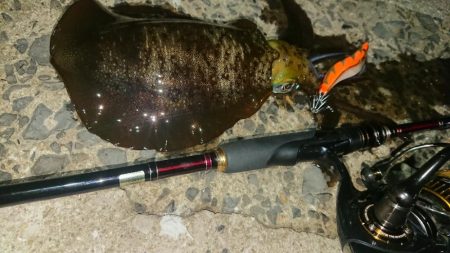 対馬エギング釣果