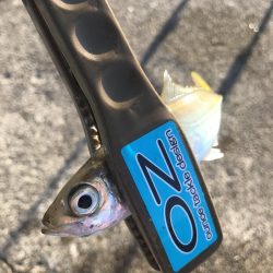 朝マズメのアジング