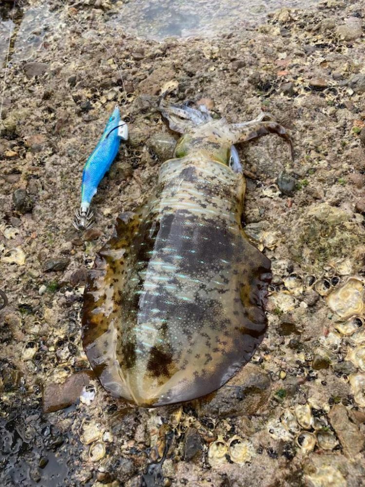 エギング❓デイでしょ！！