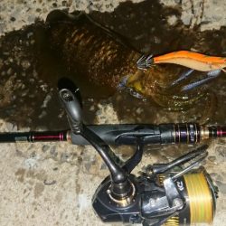 対馬エギング釣果