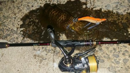 対馬エギング釣果