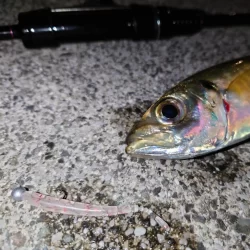 マイブーム再来！ナイトライトゲーム