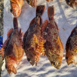 ヒラメ狙いの飲ませ。