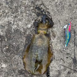 エギング❓デイでしょ！！