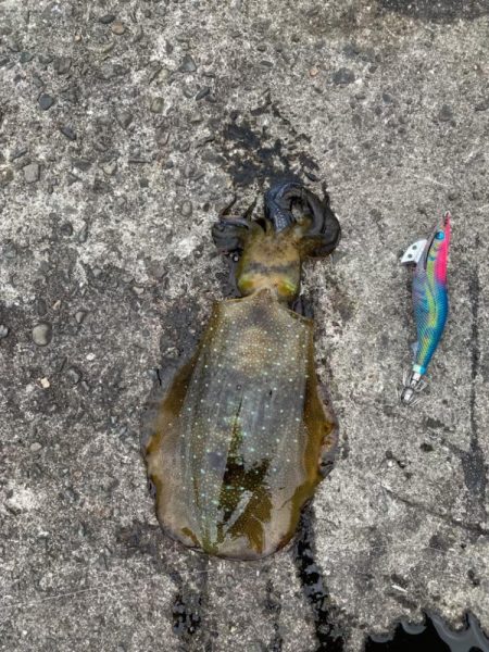 エギング❓デイでしょ！！