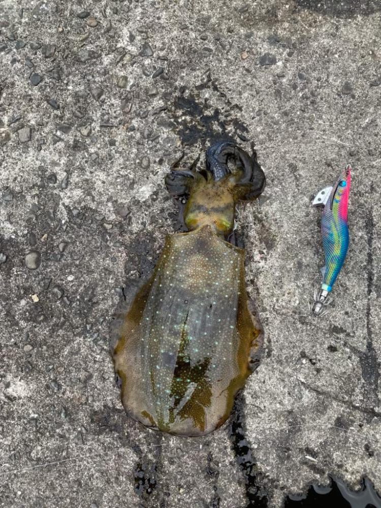 エギング❓デイでしょ！！