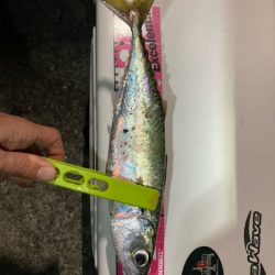 メバリング、アジング