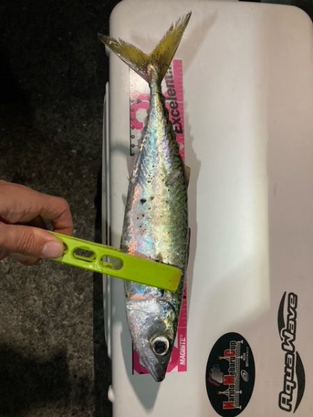 メバリング、アジング