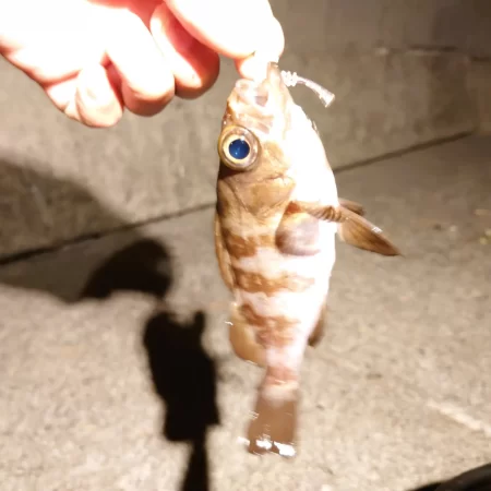 マイブーム再来！ナイトライトゲーム