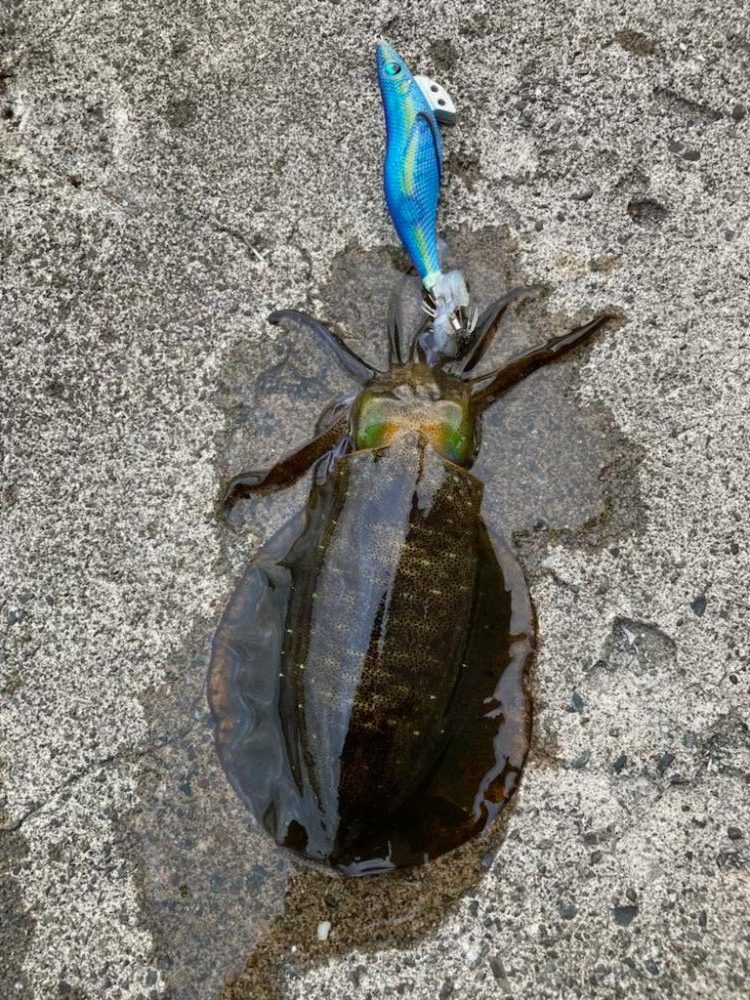 エギング❓デイでしょ！！