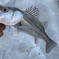 シーバス釣り