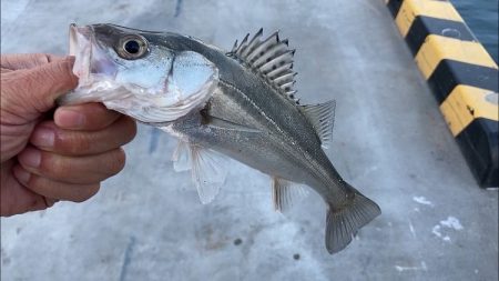 シーバス釣り