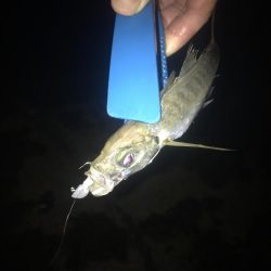 ナイトアジング絶好調