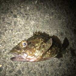 一誠　ハネエビロッド2 鱗付け完了