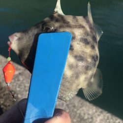 ブラクリ&胴付き二本針でカワハギGET