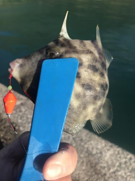 ブラクリ&胴付き二本針でカワハギG…