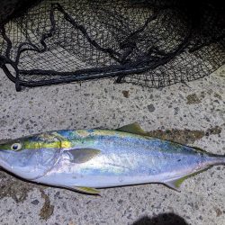 飲ませ釣り
