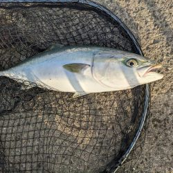 強風飲ませ釣り（ニョキニョキ）