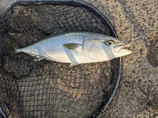 強風飲ませ釣り（ニョキニョキ）