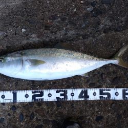 爆風ショアジギング!