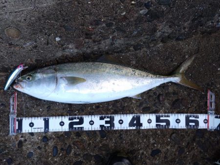 爆風ショアジギング！