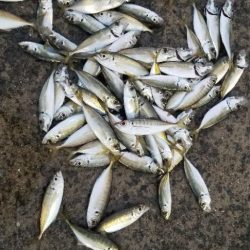 雨上がりのアジング